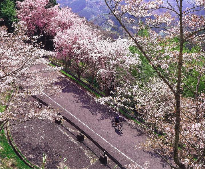 満開の桜ロード