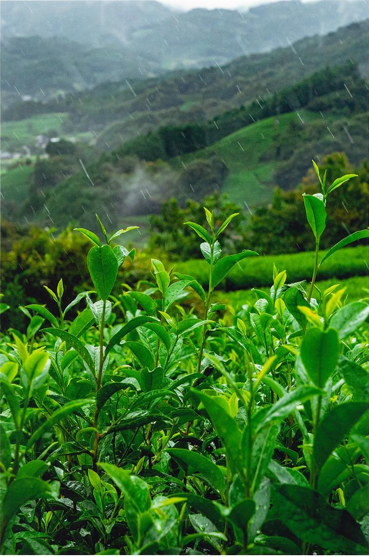 雨の茶畑