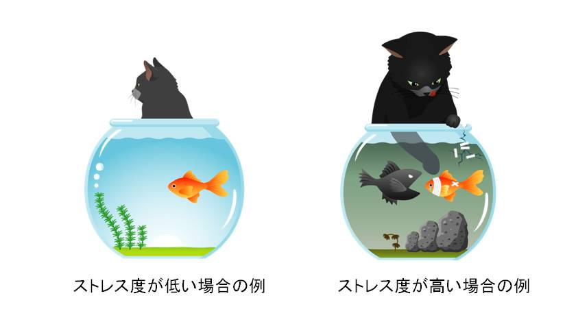 (左)金魚鉢の中で泳いでいる赤金魚と黒猫がよそ見をしている写真(右)金魚鉢に赤金魚と黒金魚が向かい合っており、黒猫が金魚鉢に手を入れている写真
