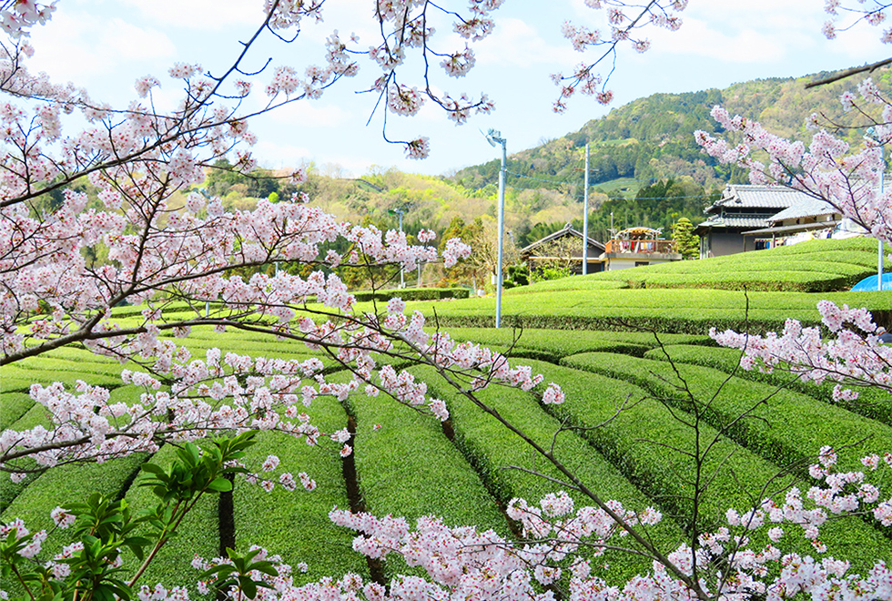 茶畑が連なる景色と桜の写真