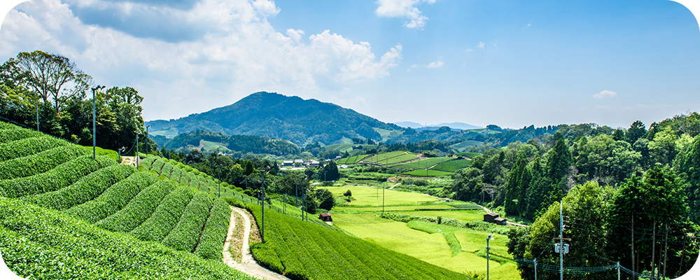 【写真】和束町の茶畑の風景