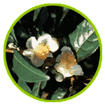 白いお茶の花の写真