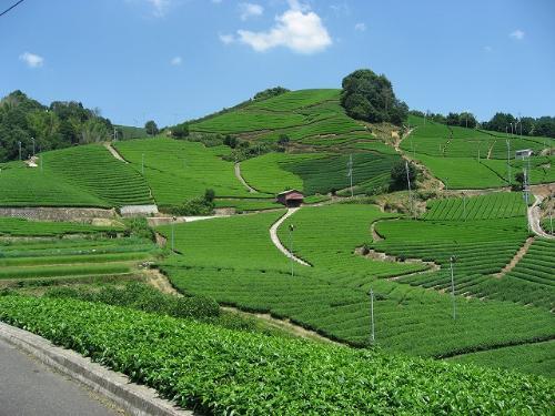 緑のお茶畑が一面に広がっている写真