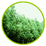 青々とした杉の木の写真