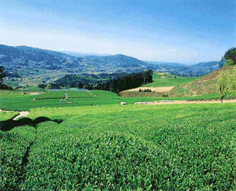 青空の下緑の茶畑が一面に広がっている写真