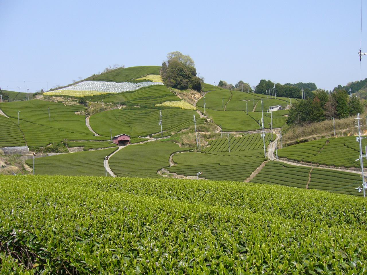 一面に広がる茶畑と扇風機の写真