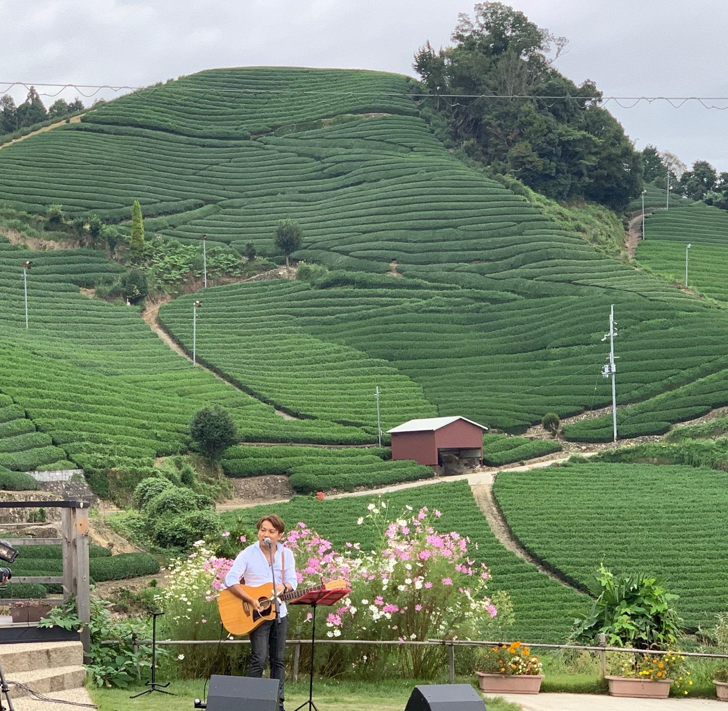 コスモスの花の前で男性がギター演奏しているその奥に緑一面の茶畑が広がっている写真