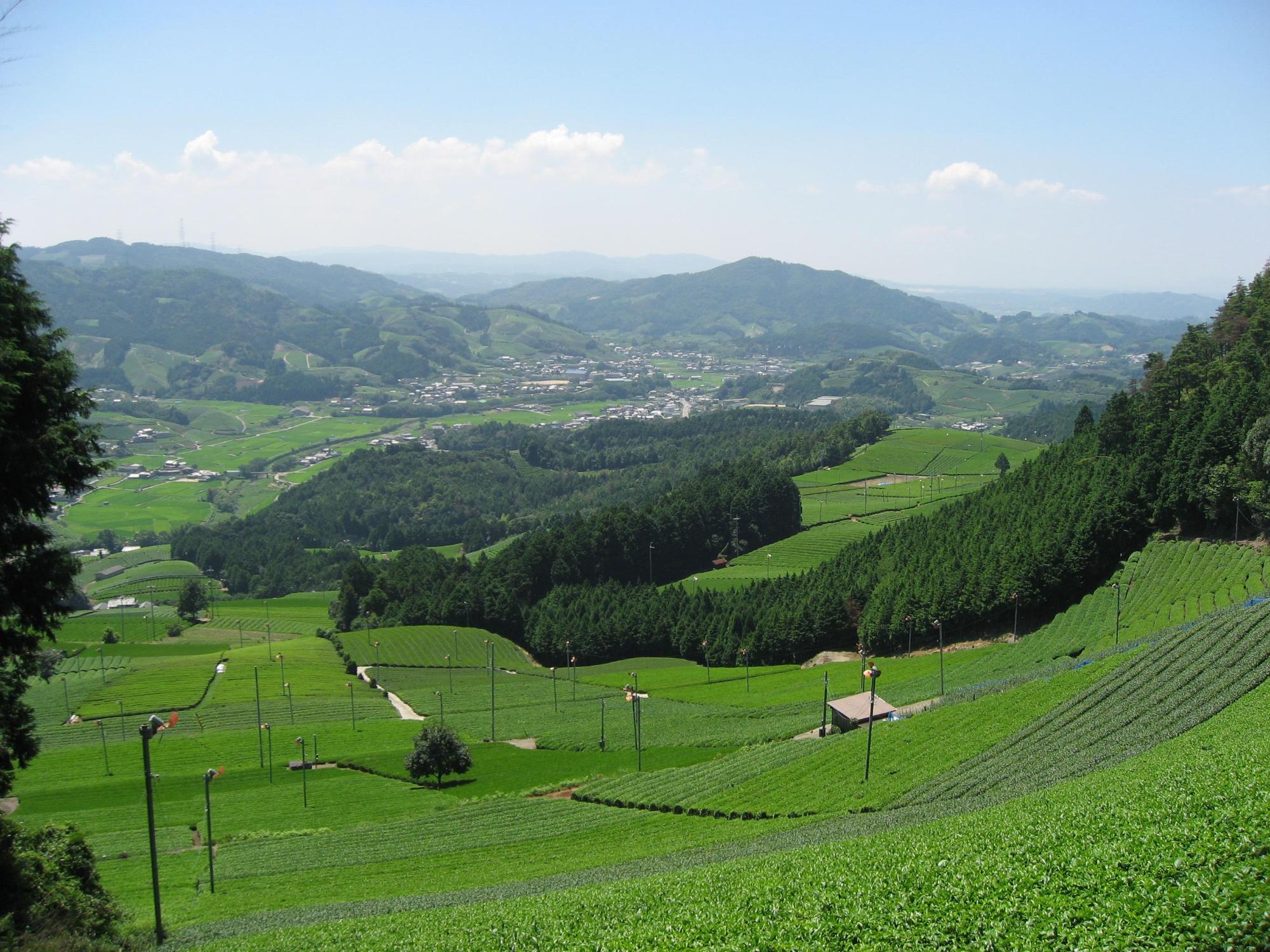和束町原山の京都府景観資産に登録された上から見た茶畑の写真