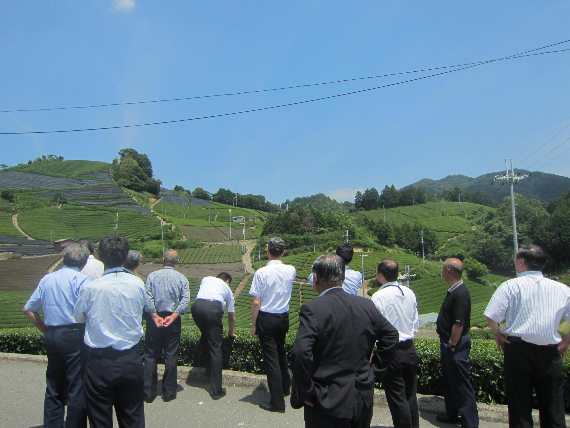 晴天の中、伊根町の議員や町職員の方々が茶畑の視察に訪れている様子の写真