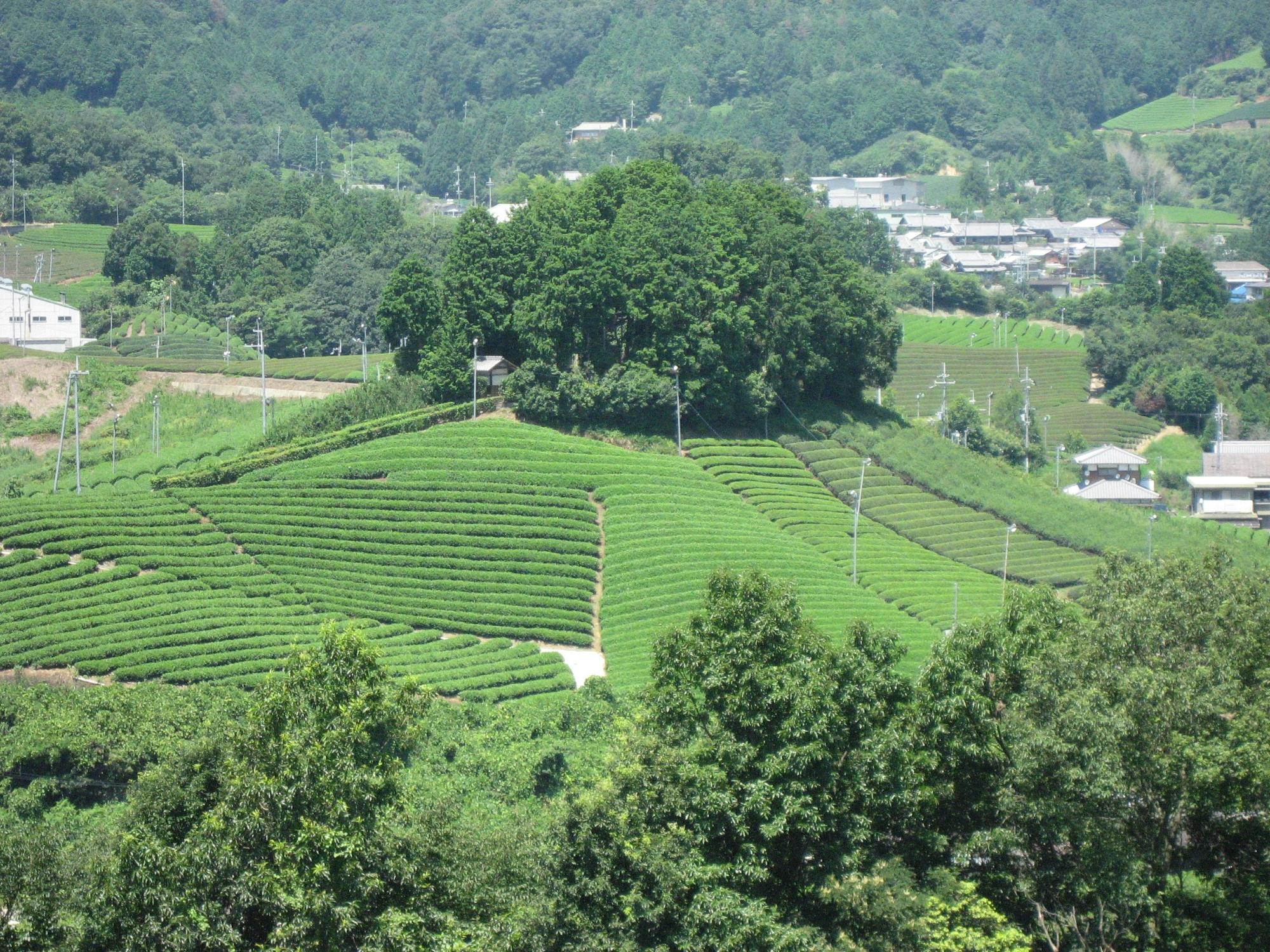 回りが木々に囲まれた茶畑の写真