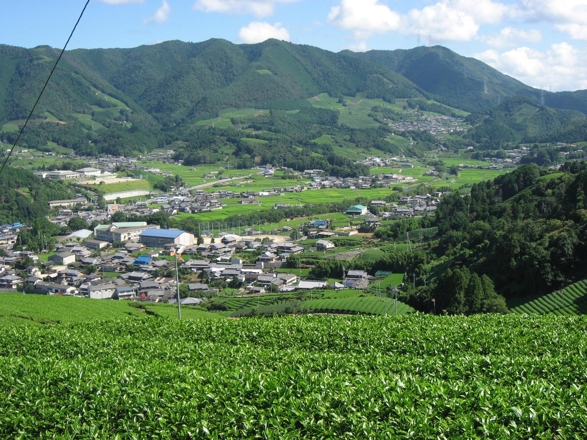 茶畑から和束町を見下ろしている写真