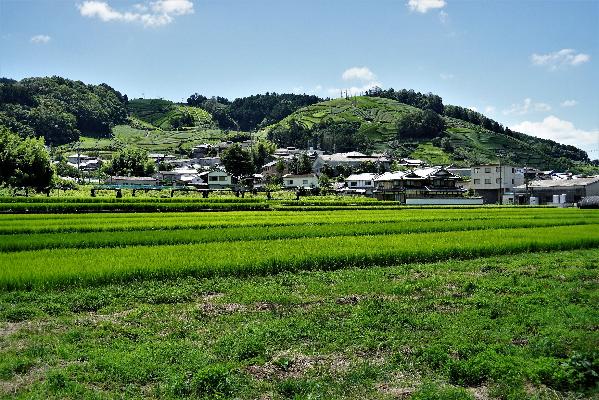 田んぼが連なる写真