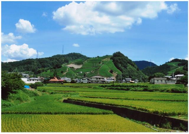 手前に稲田があり、奥に民家や山が見える和束町の風景の写真