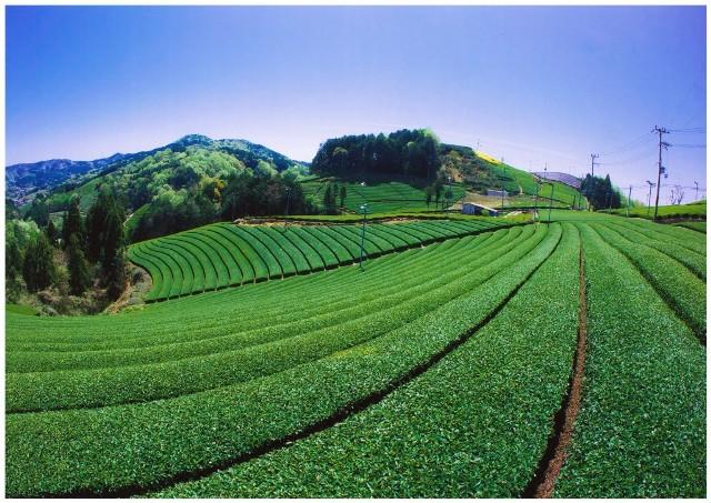 一面に広がる青々とした茶畑の写真